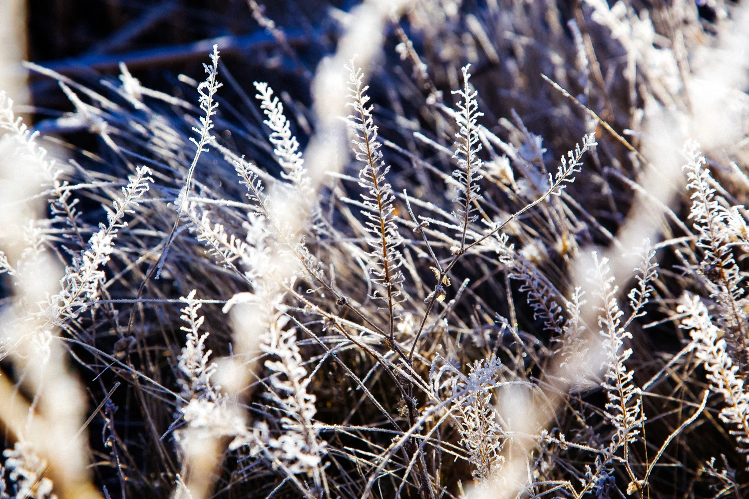 nevadadavidwalley6.jpg