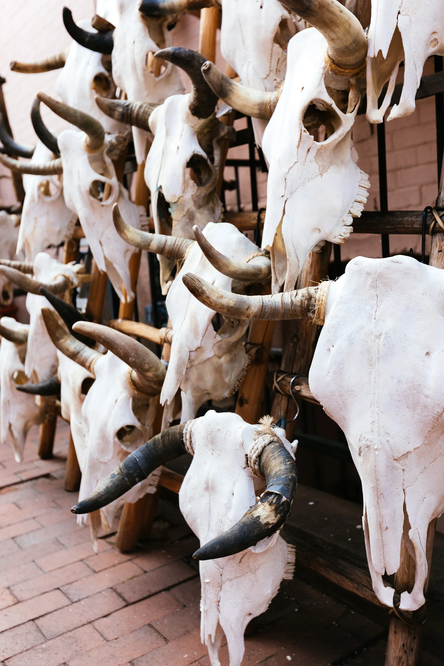 bullskull.jpg