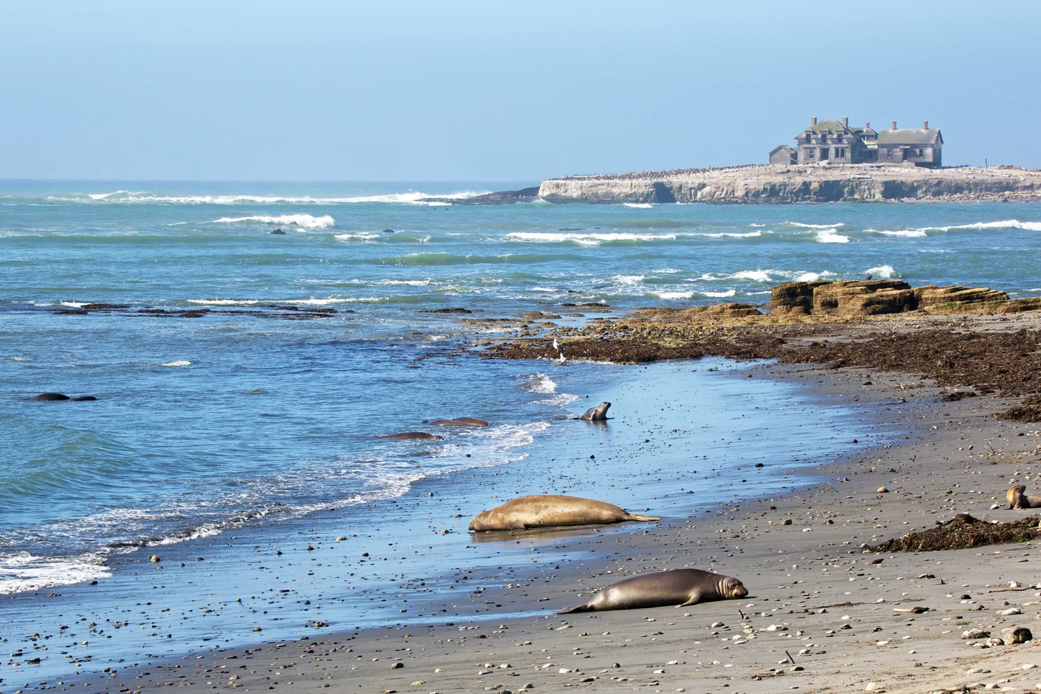 anonuevoelephalseals.jpg