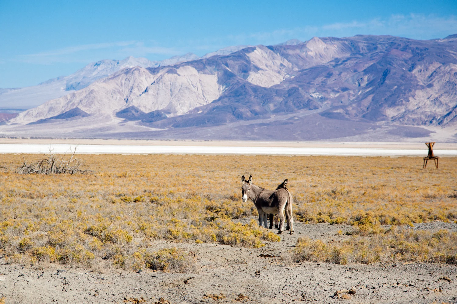 burrosdeathvalley.jpg
