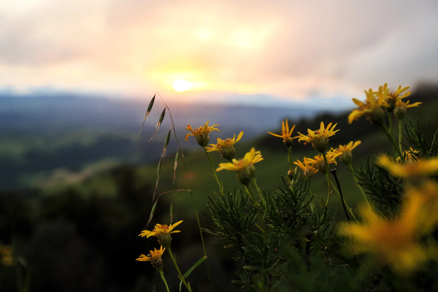 flowersmtdiablosunset.jpg