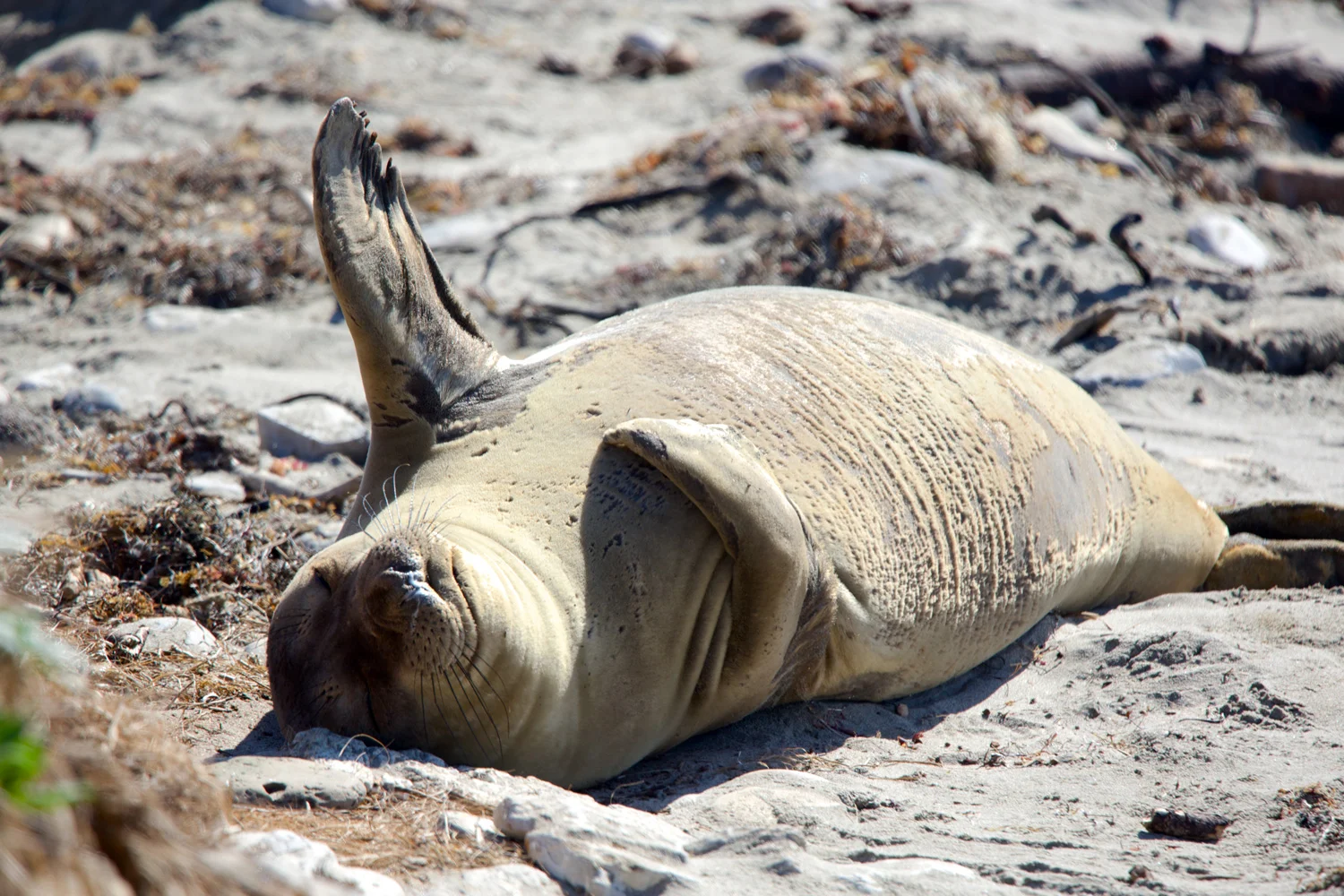 sealsunbathing.jpg