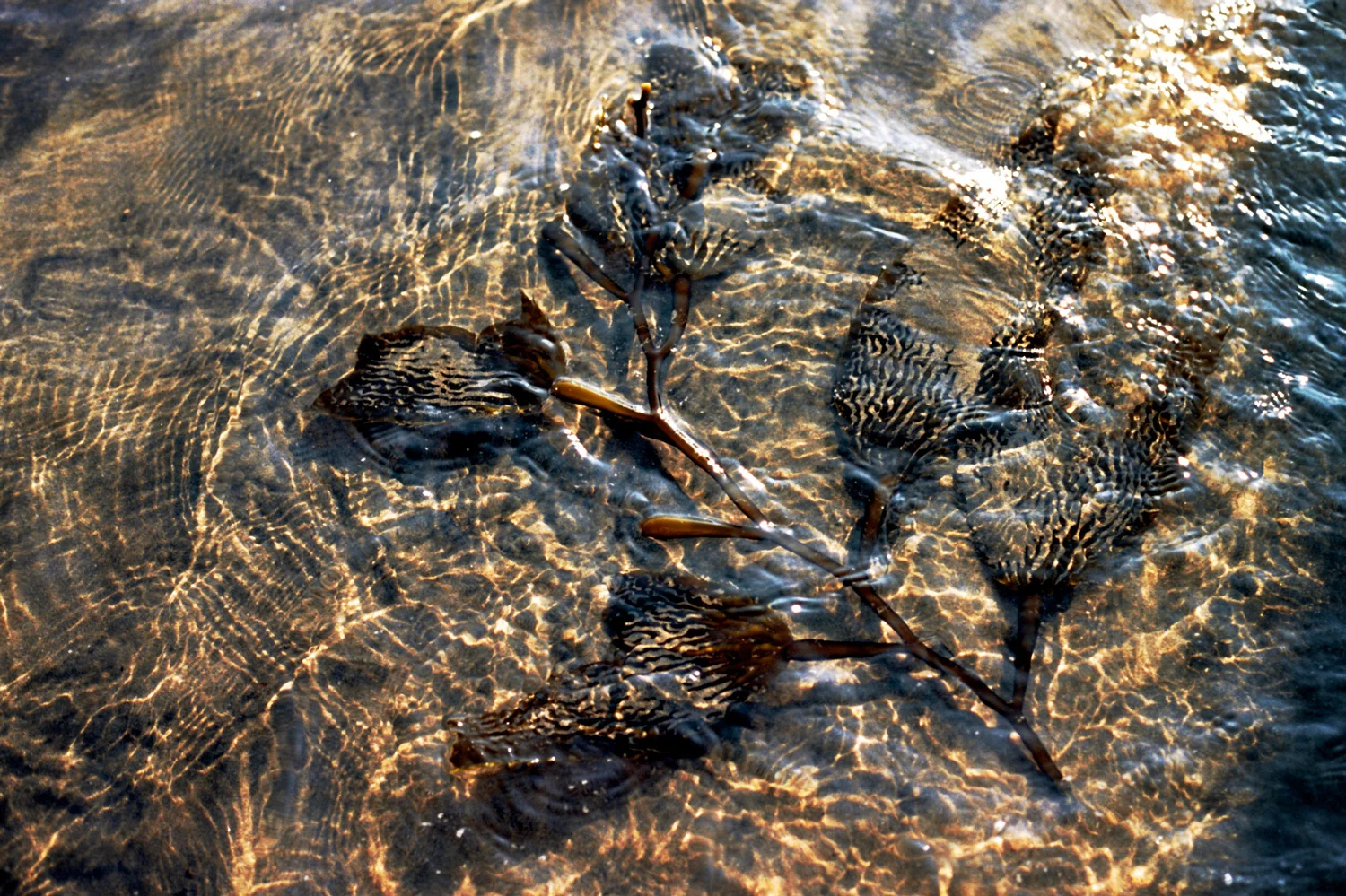 seaweedcalifornia.jpg