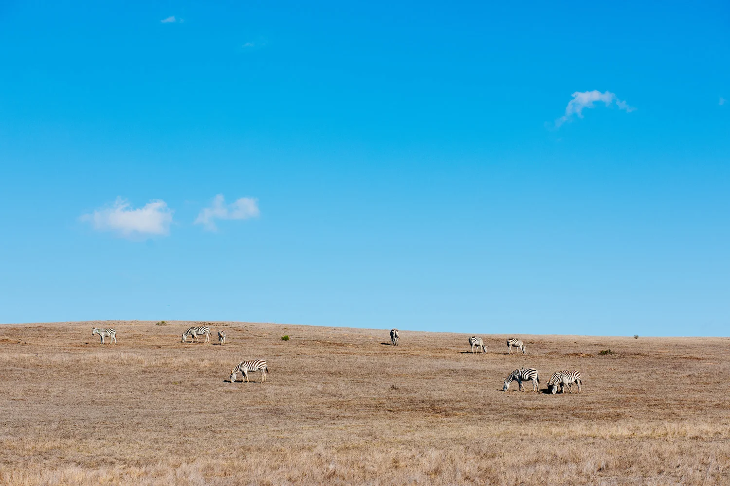 zebras.jpg