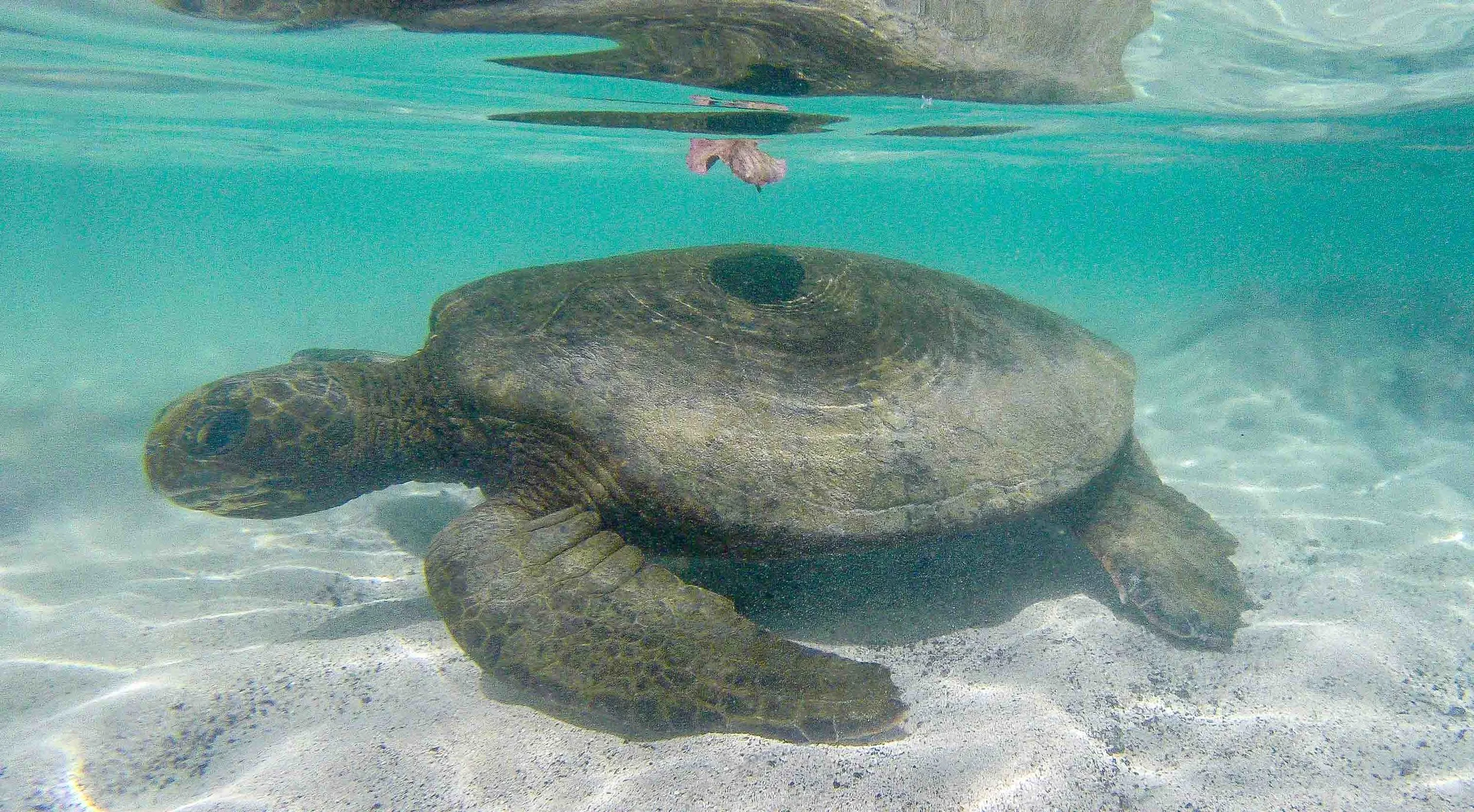 honuturtle.jpg