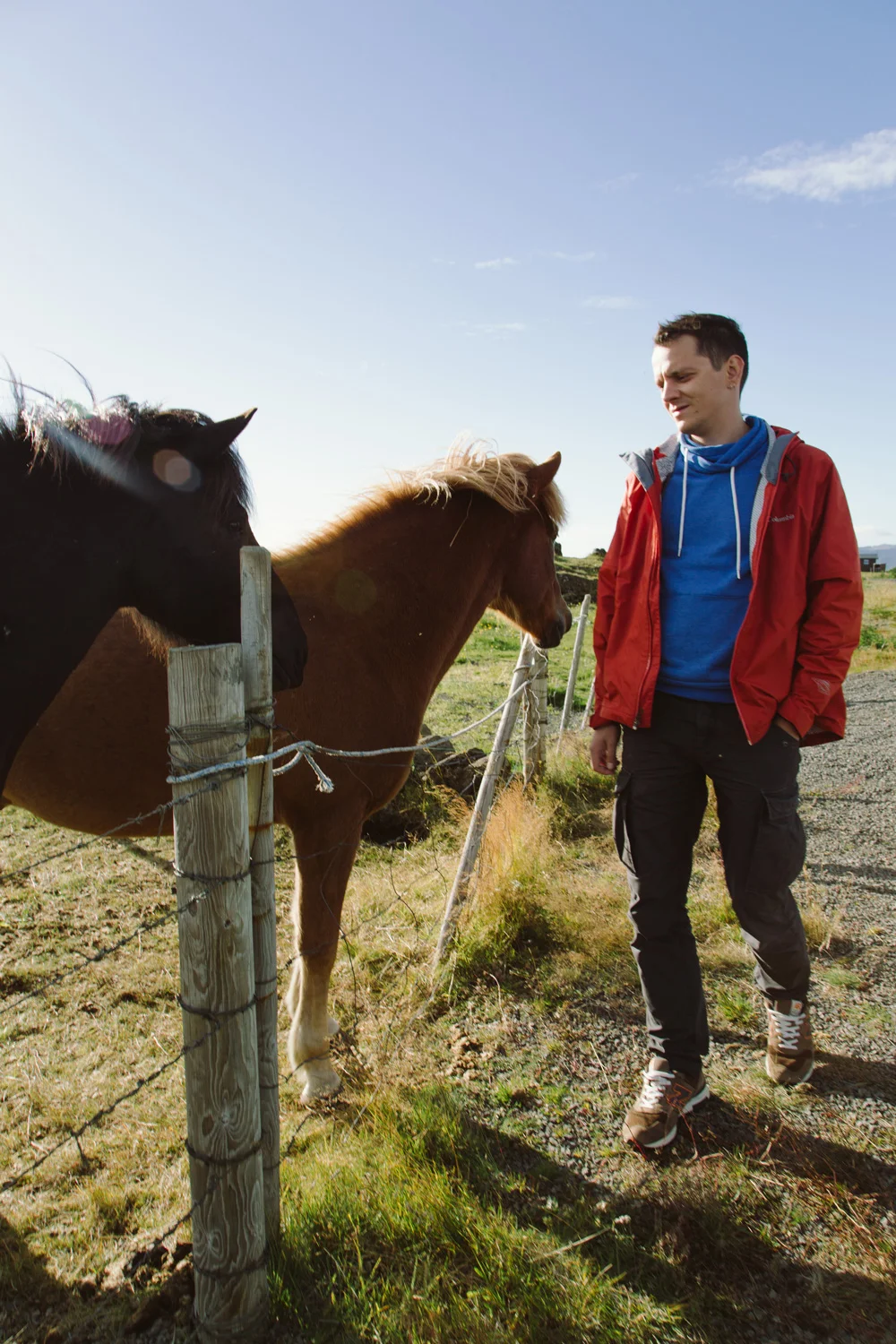 icelandichorses.jpg