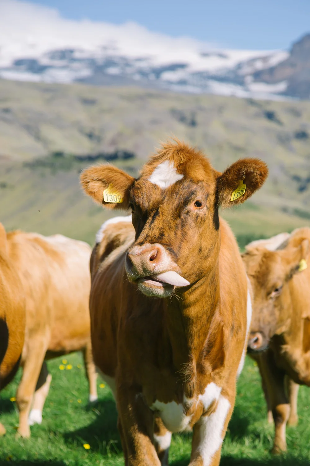 icelandiccowvolcanofarm.jpg