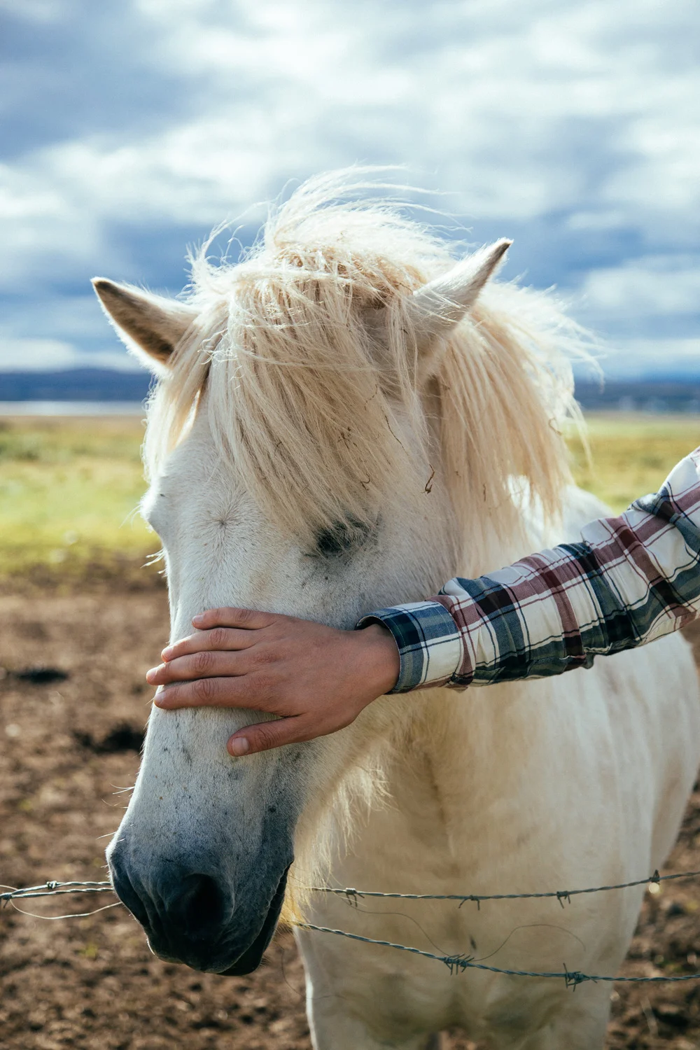 icelandichorse.jpg