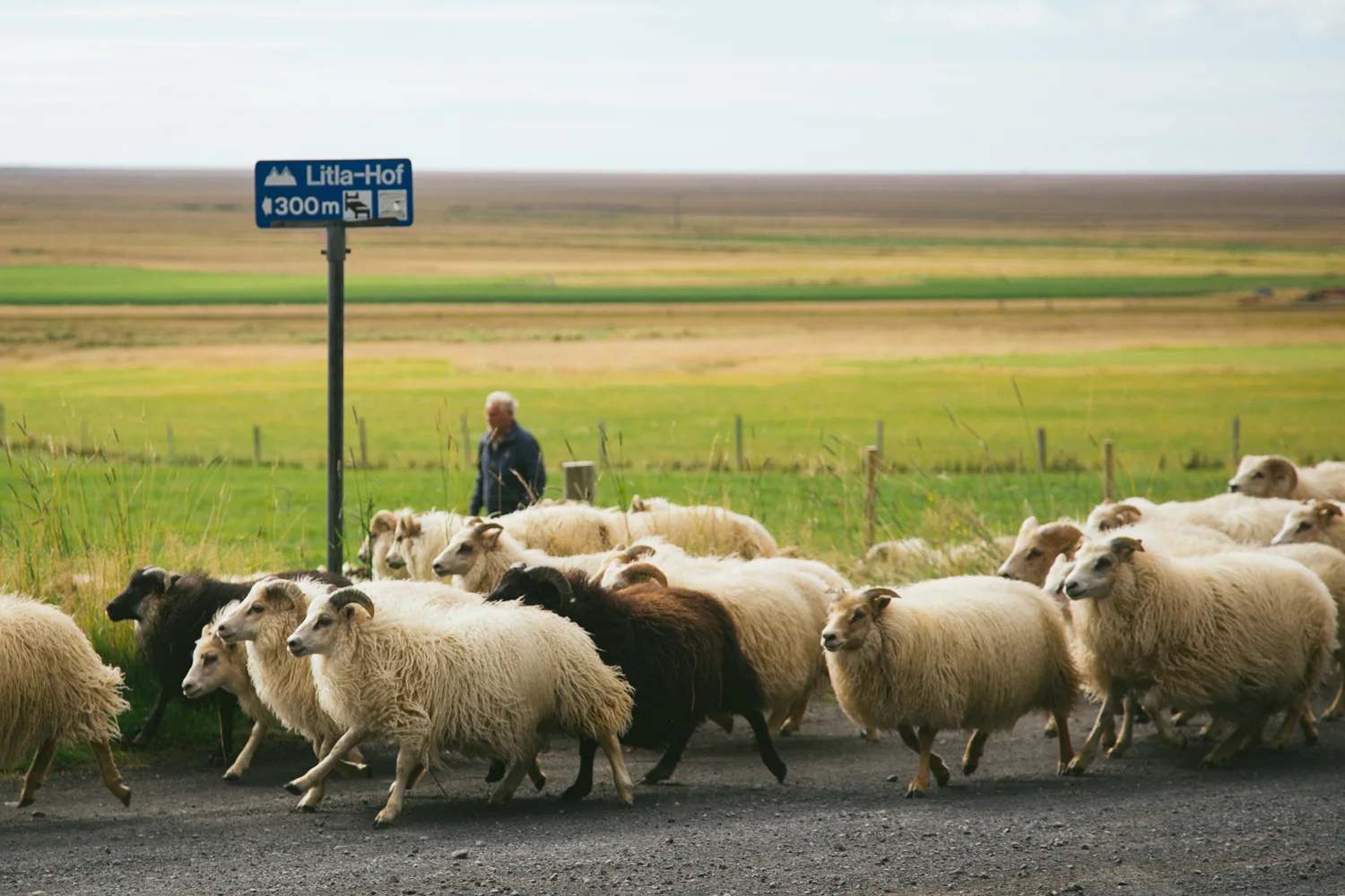 litlahofsheepherd.jpg