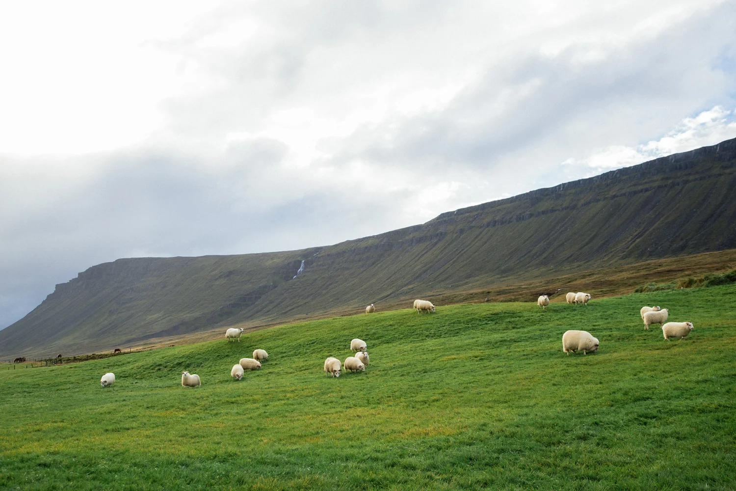 sheepvalleyeastfjord.jpg