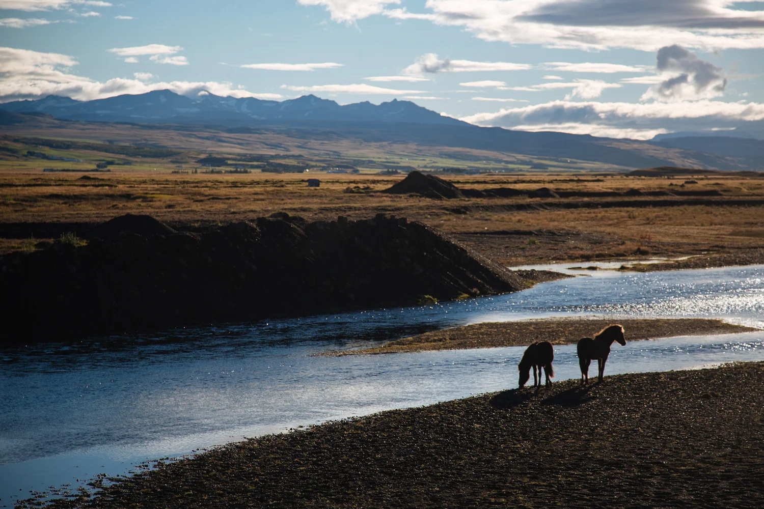 sunriseicelandichorse.jpg