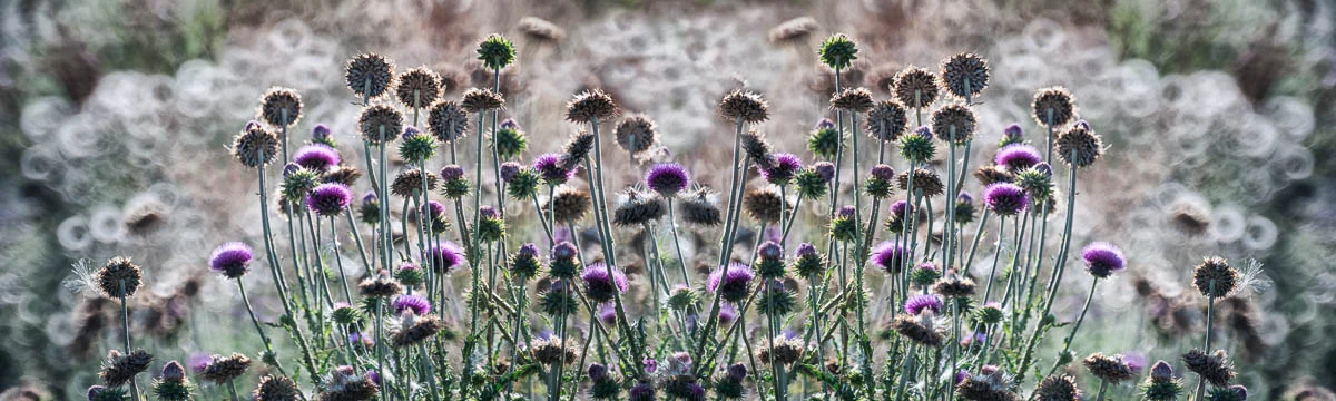 reverse_pano-Edit.jpg
