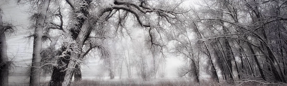 SpiritoftheWoods.jpg