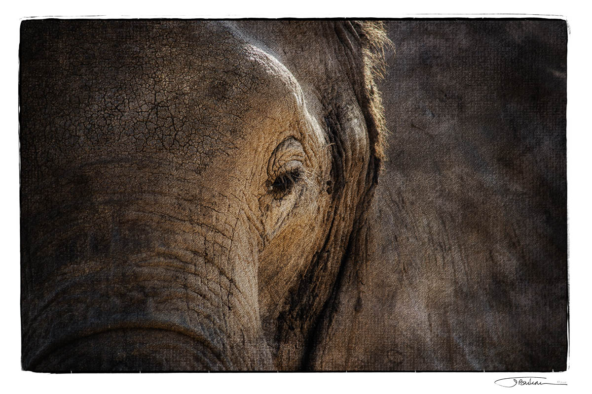 Africar5_16x24.jpg