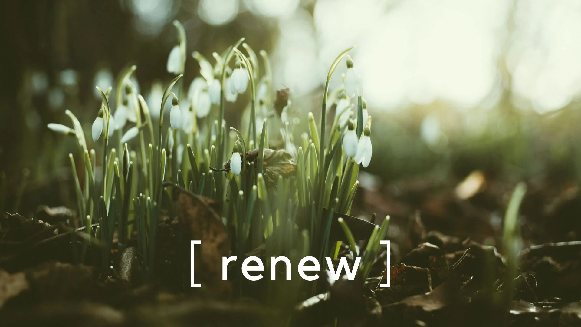 Renewal | Words From Kate