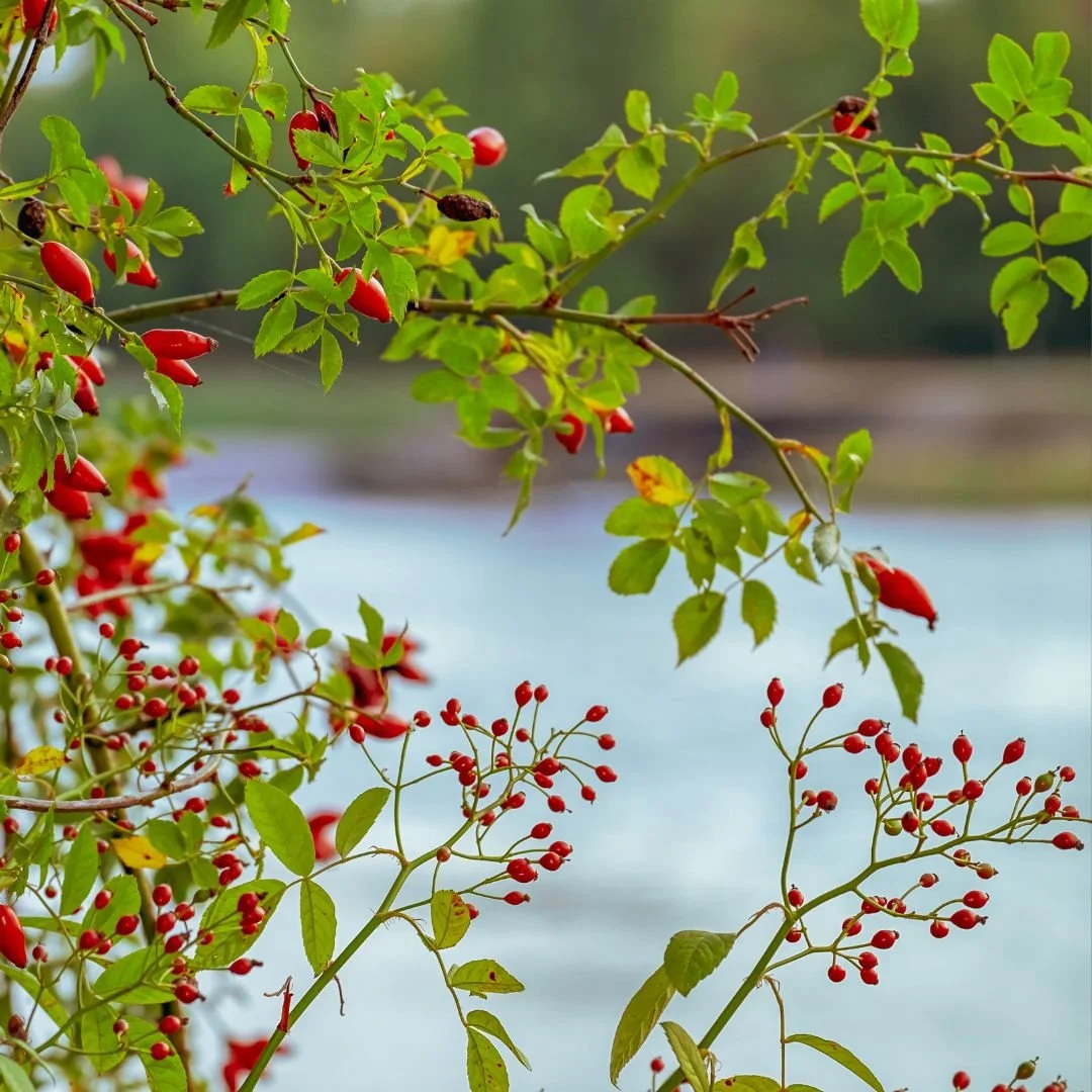 Fruits of Labor | Seasonal Activity & Journal Reflection
