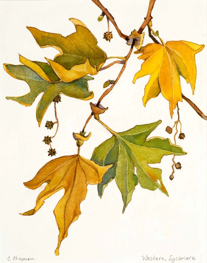 Western Sycamore