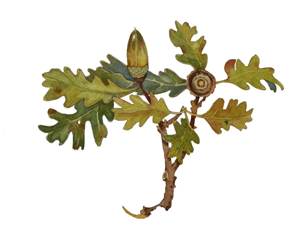 Valley Oak