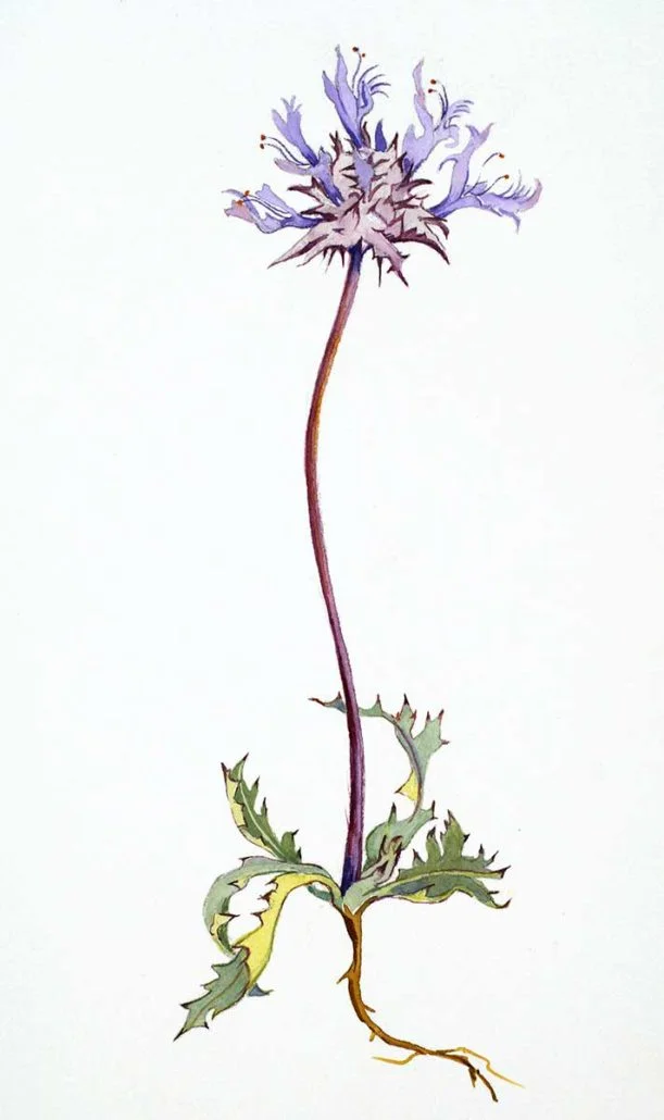 Thistle Sage