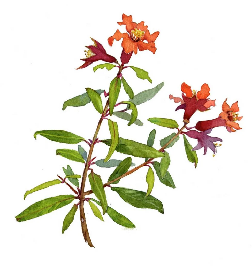 Chapman_Pomegranate-Flower-975x1030.jpg