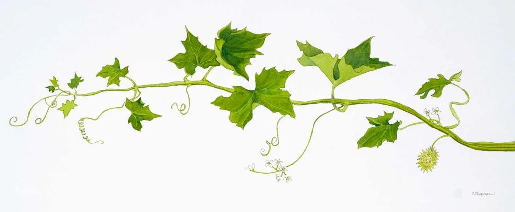 Marah Cucumber Vine