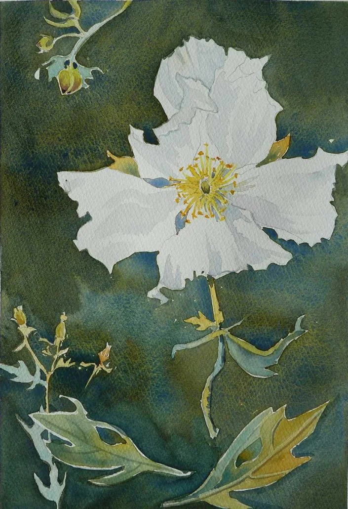 Matilija Poppy