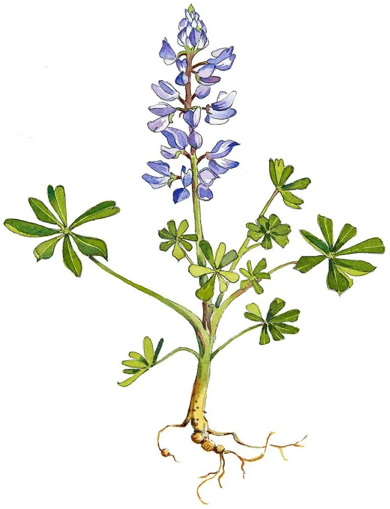 Lupine
