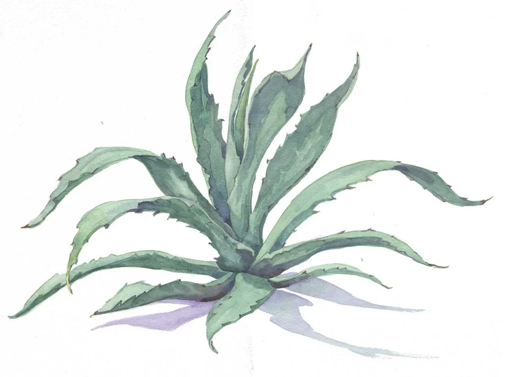 Agave