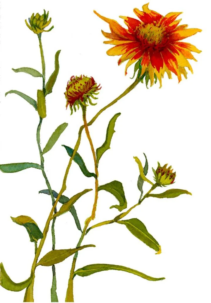 Indian Blanket