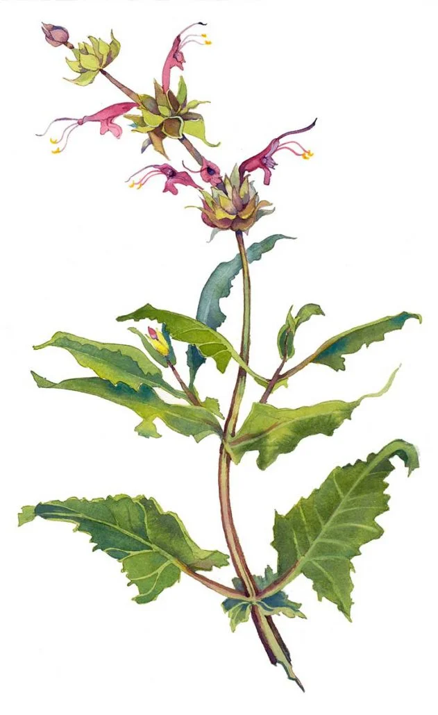 Hummingbird Sage