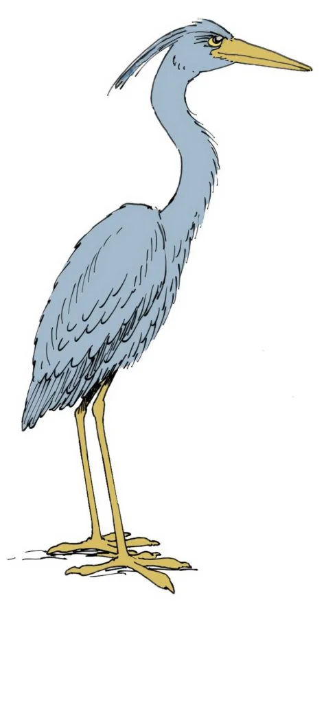 Great Blue Heron