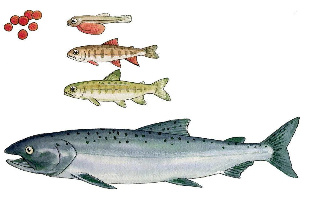 Steelhead Life Cycle