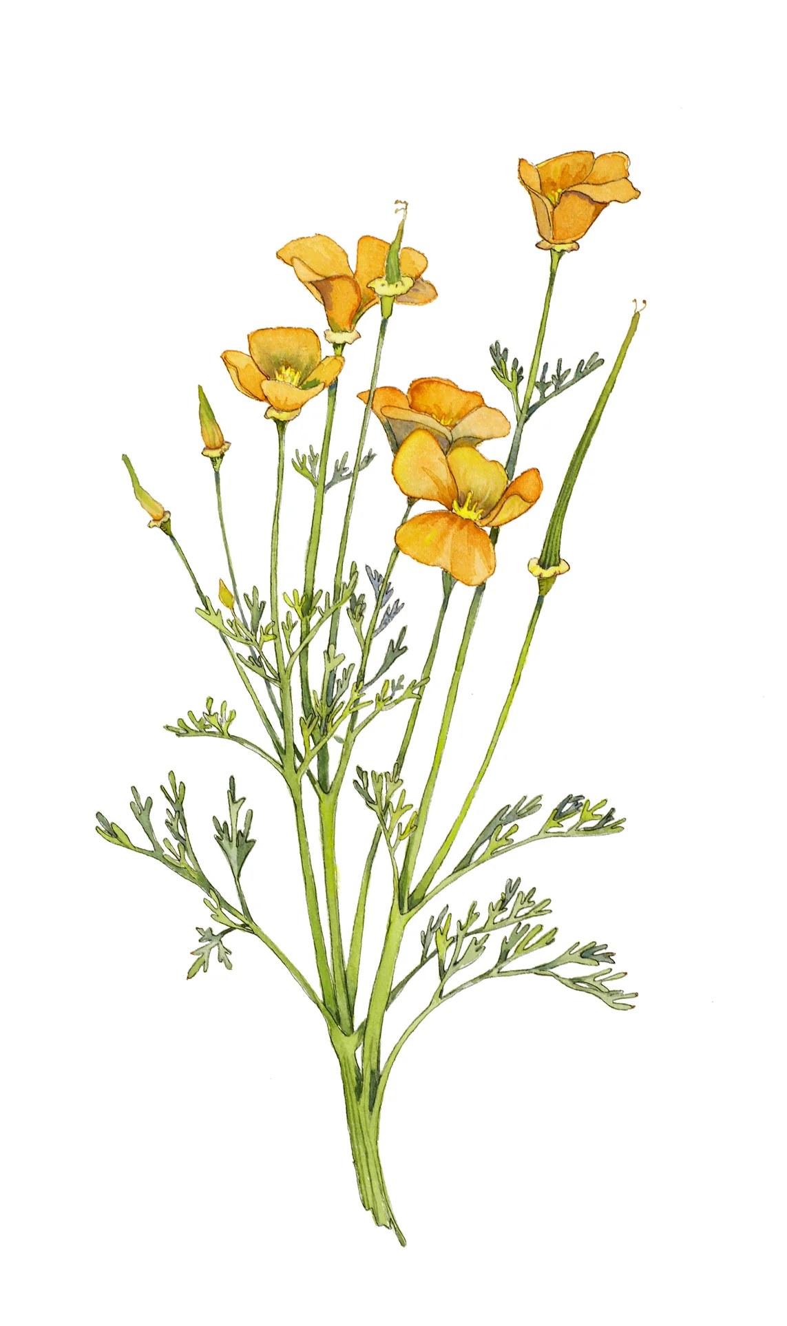 California Poppy