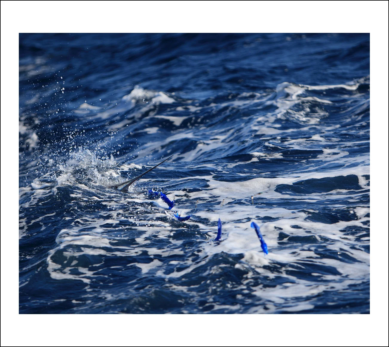 WhiteStar-FullPrint.jpg