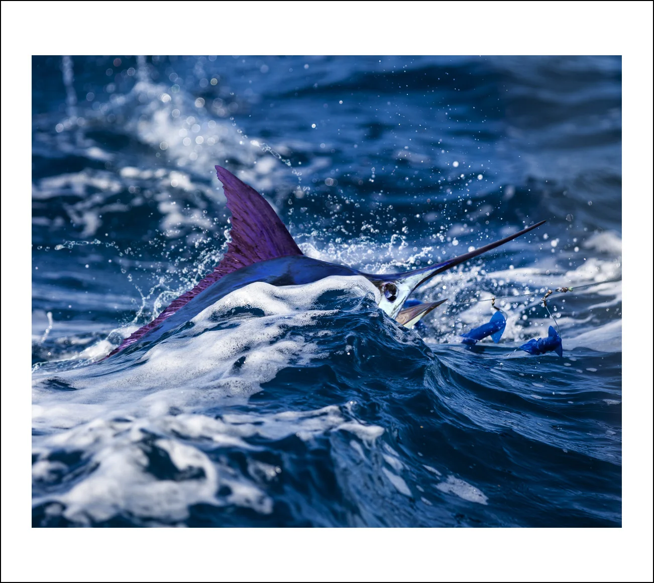 Prancer-FullPrint.jpg
