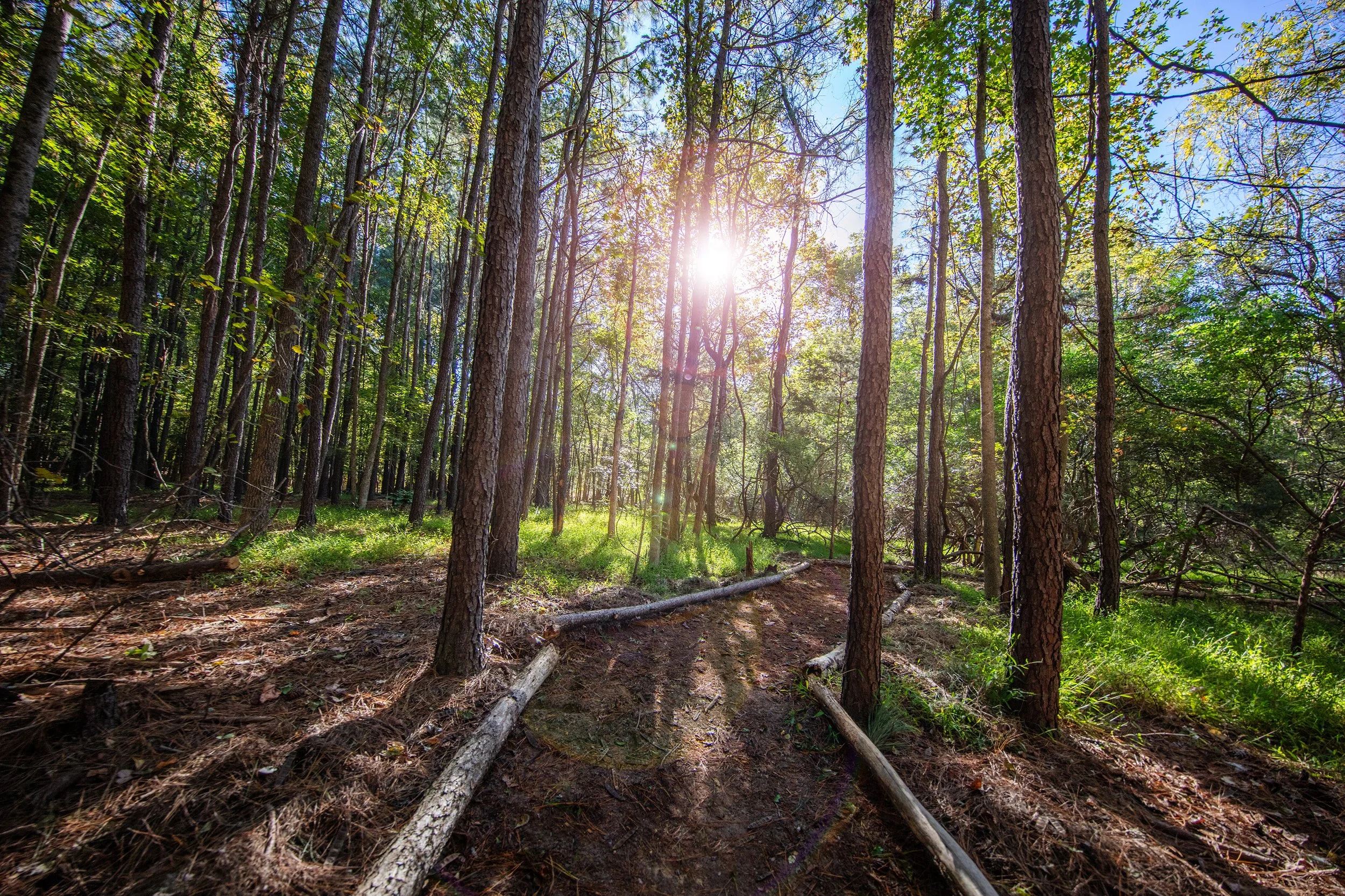Path --1 .jpg