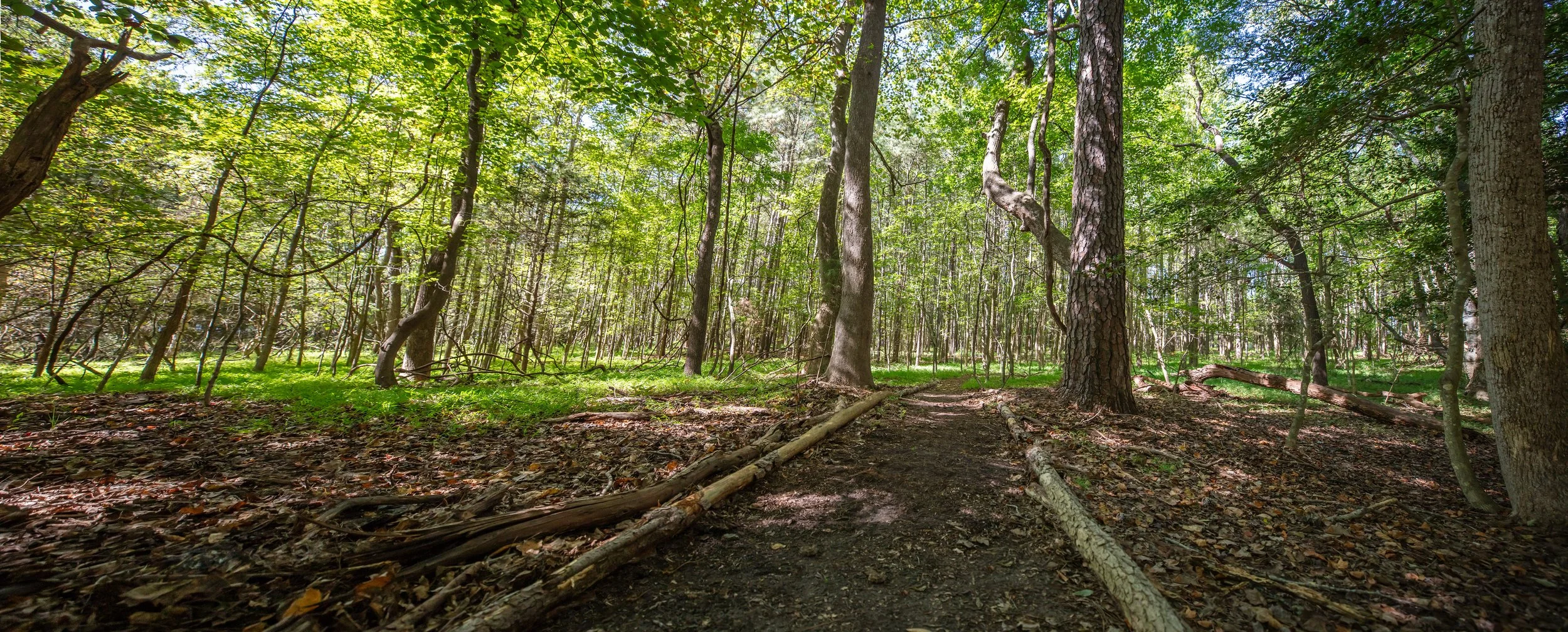 Path --3.jpg