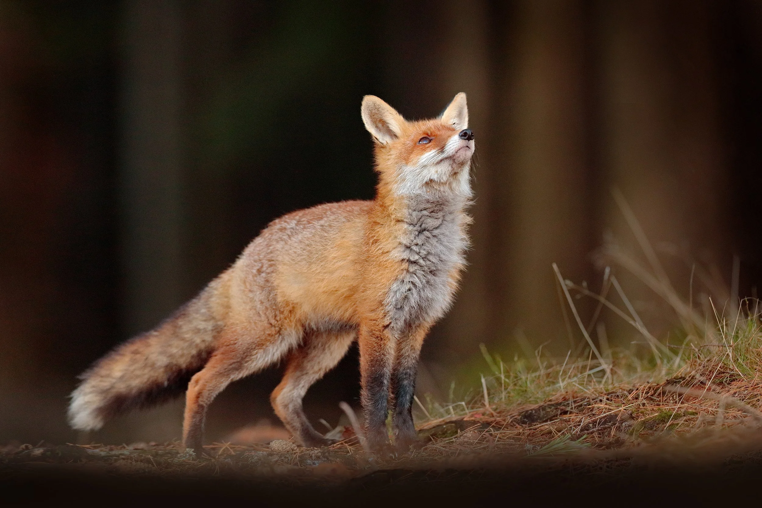 Foxy.jpg