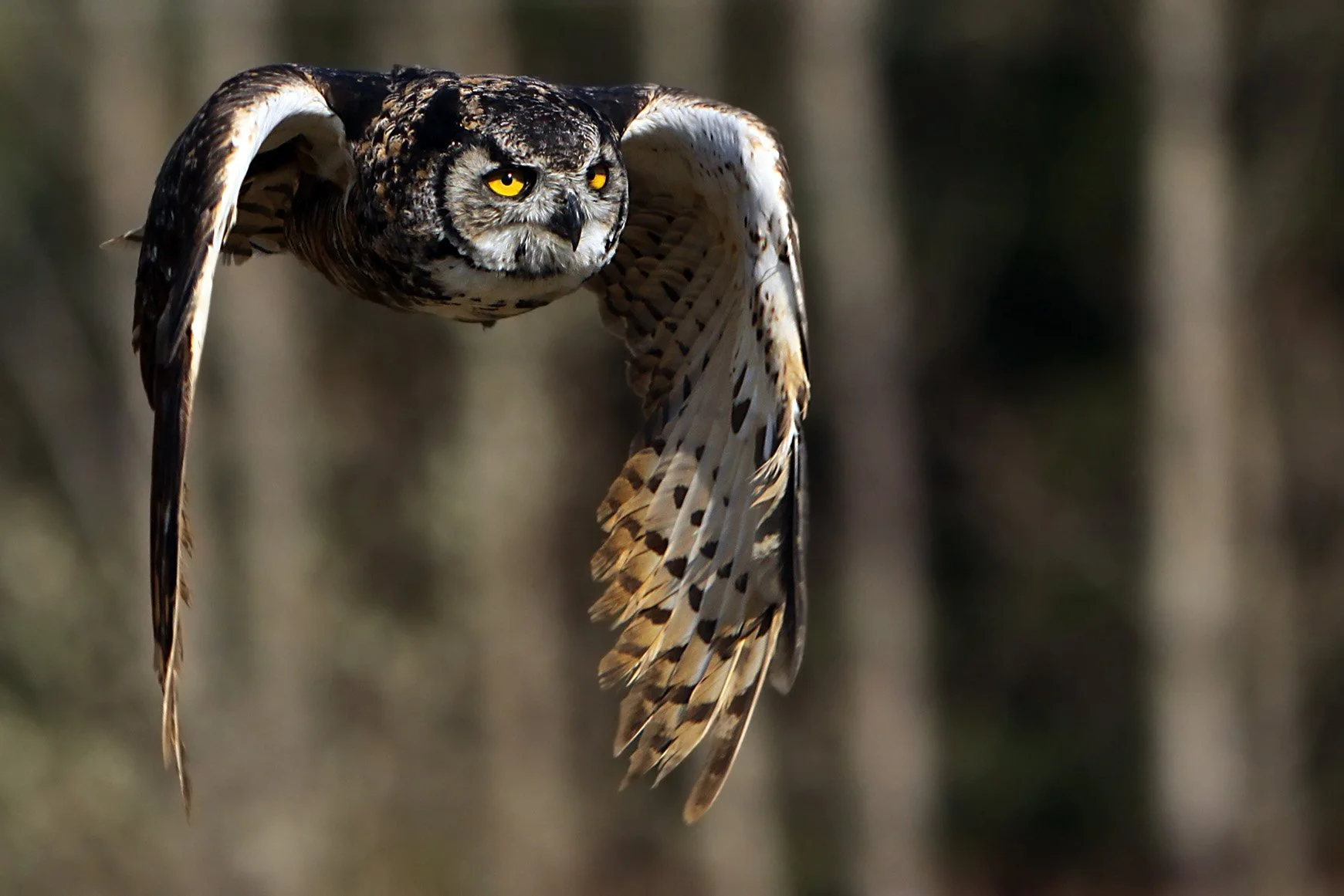 Owl 2424.jpg
