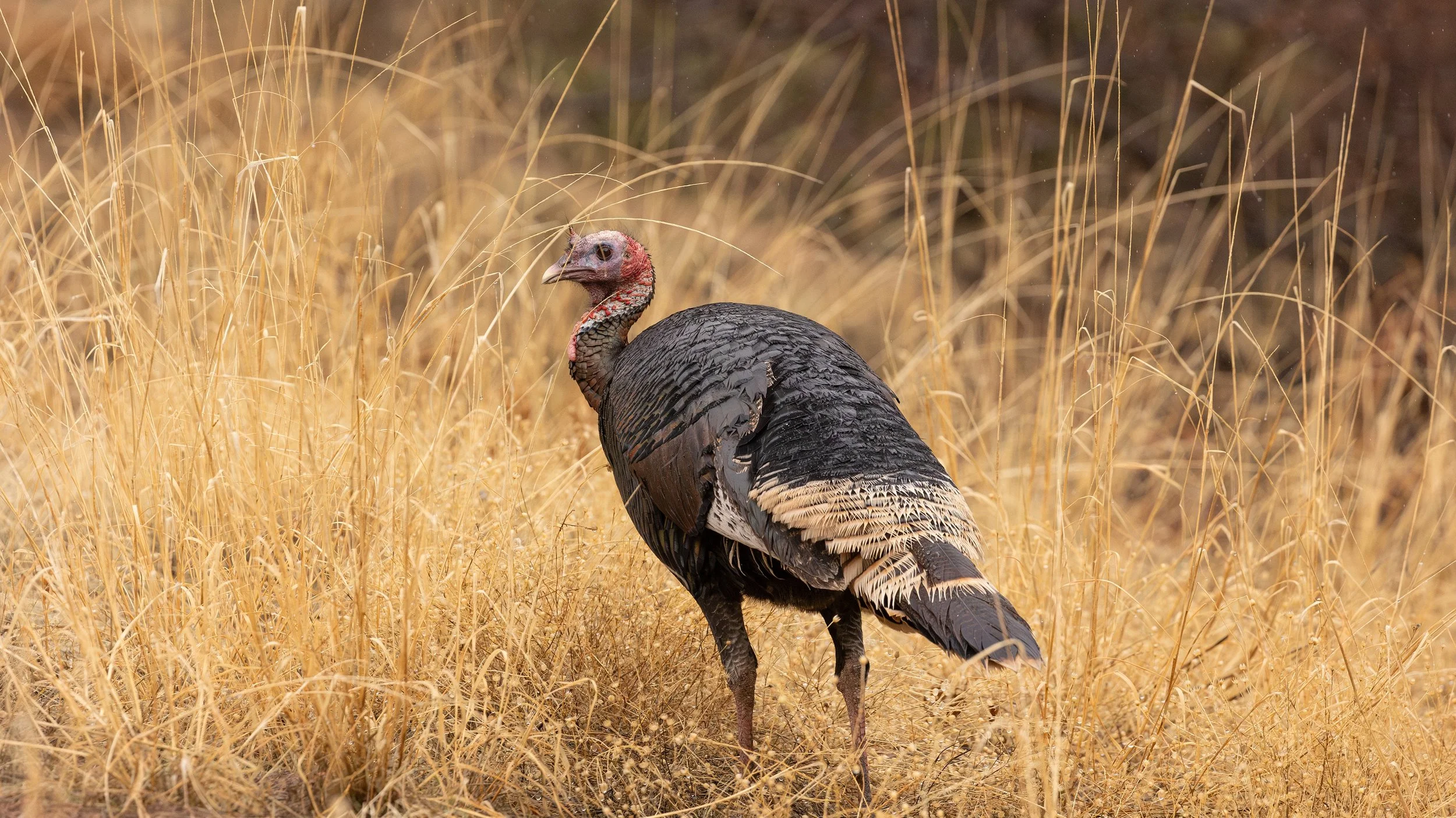 Turkey701.jpg