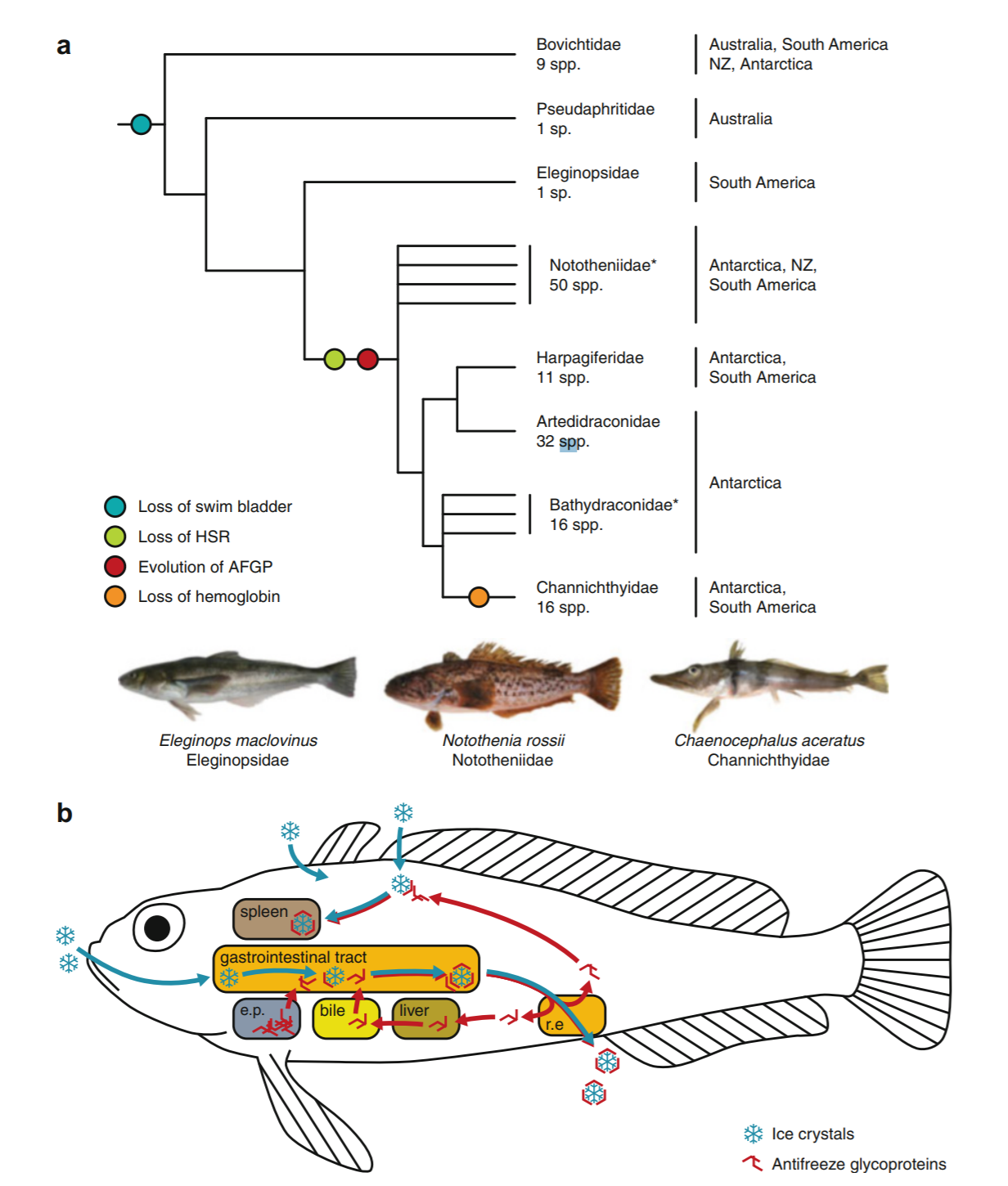 Figure 2 – Illustration of simple cladogram for four different characteristics of notothenioids and how AFGPs function. (a) A cladogram based on loss of swim bladder, loss of heat shock proteins, evolution of AFGPs and loss of hemoglobin. The cladogram shows that the loss of AFGPs contributed to the branching of Antarctic icefish from other notothenioids. (b) The process of AFGPs containing ice in the body of a fish. Ice that is consumed in diet is contained by AFGPs from the liver in the digestive tract. AFGPs also attack ice crystals on the skin. (figure from Matshiner et al. 2015).