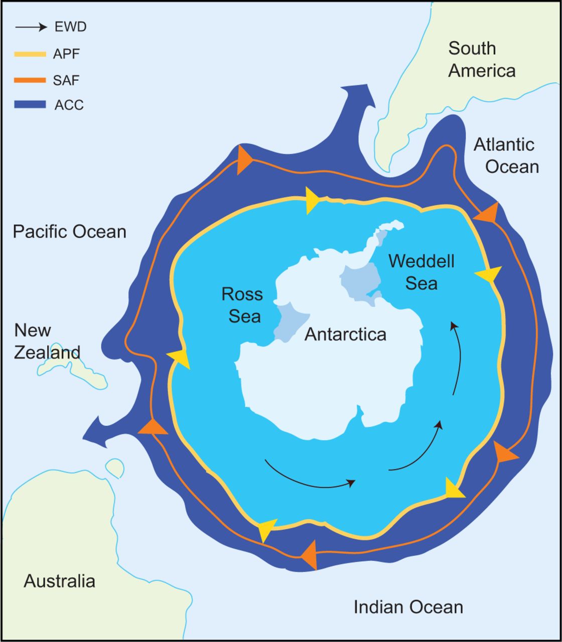 Figure 4- Map depicting the geographic isolation of Antarctica. The Antarctic Polar Front (APF) hugs the Southern Ocean waters while moving in a clockwise direction with the Antarctica Circumpolar Current (ACC) immediately outside the APF. (figure from Beers and Jayasundara 2015).