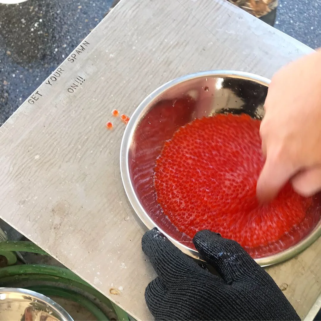 Spawning Day at Mokelumne River Hatchery