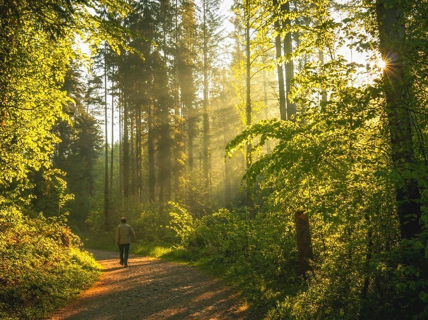 Forest therapy for veterans suffering from PTSD has been used more and more recently. Long walking through the forest has been scientifically proven to lower blood pressure, and concentration of cortisol levels in the blood stream. Subsequent Studies