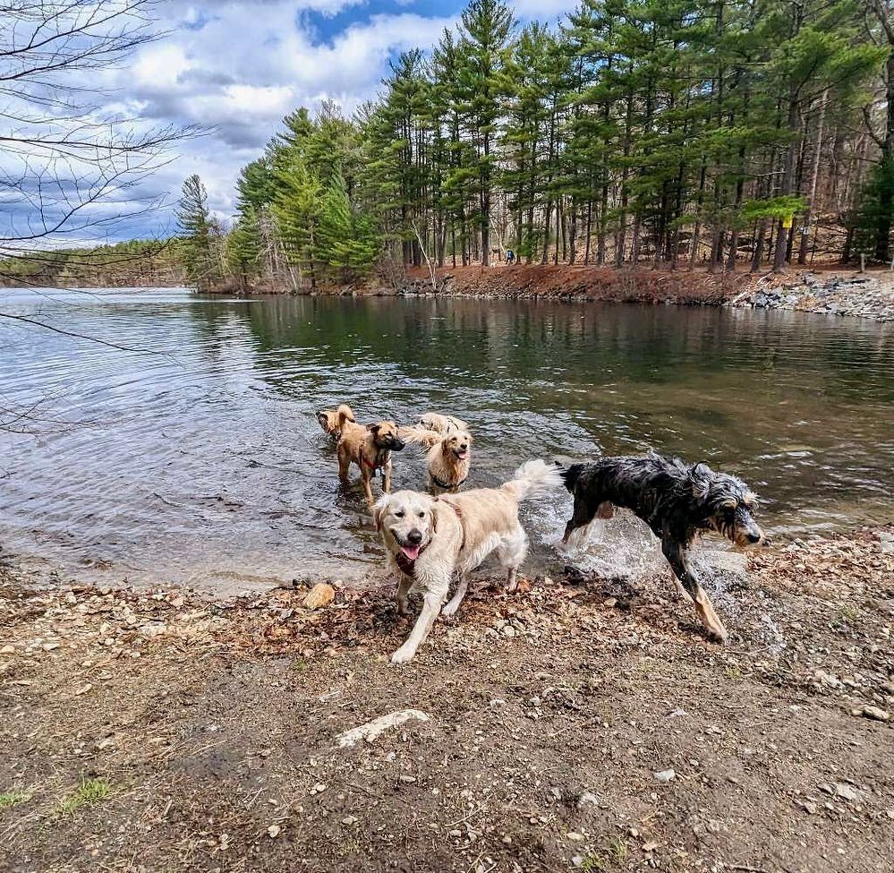 School&rsquo;s IN for the summer!!! 🌲 ☀️🌿 (Outings with Chip are the BEST!) #bringonsummer #southie #southiedogs #southiedogwalker #boston #bostondogwalker #happyissimple #getoutside #dogswhoswim