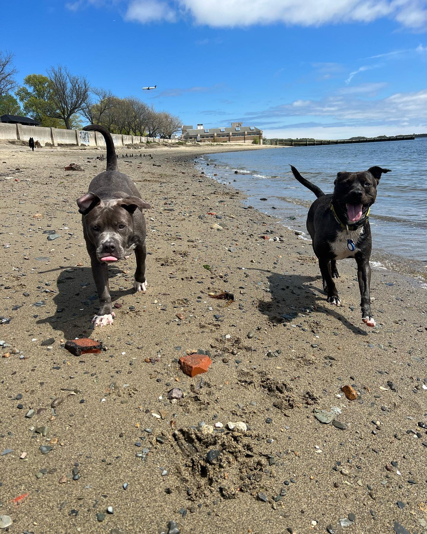 Lots of Friday Feels today! 🐾 🌊 🐾 #friday #fridayfeels #beachdays #southie #southiedogs #boston #bostondogs