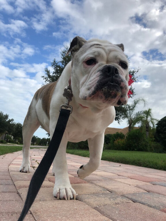 BELLA-THE-BULLDOG.jpg