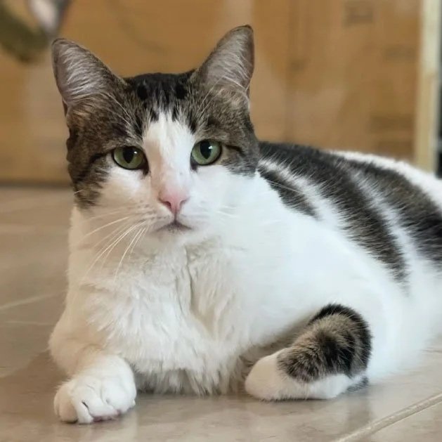 Lakewood Ranch Pet Care (Copy)