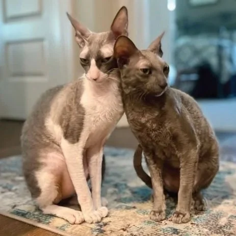 Pet Sitter Lakewood Ranch (Copy)