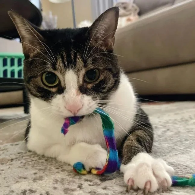 Cat Sitter Lakewood Ranch (Copy)
